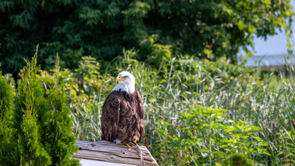 Beautiful bald eagle at a conservancy in southwestern Ontario