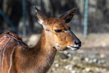 Nyala Antelope - Tragelaphus angasii. Wild life animal.