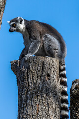 Fototapeta premium The ring-tailed lemur,Lemur catta with white ringed tail is the most known lemur