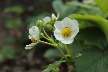 Obraz na płótnie Canvas White flower in the garden, strawberry