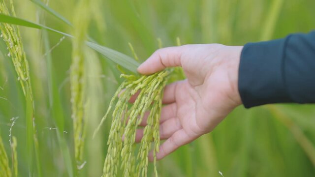 The farmer is checking rice by use hand touching young paddy on the plant gently at the farm, Close up