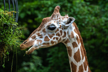 The giraffe, Giraffa camelopardalis is an African mammal