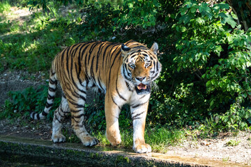 The Siberian tiger,Panthera tigris altaica in a park