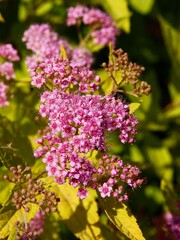 Obraz premium pink flowers and yellow leaves of Spiraea japonica bush in summer
