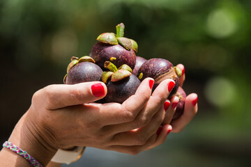 female hands holding mangosteen, vegetarian