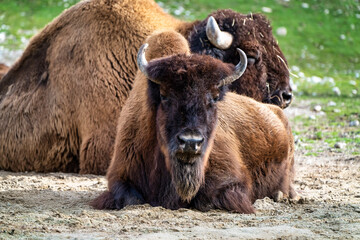American buffalo known as bison, Bos bison in the zoo © rudiernst