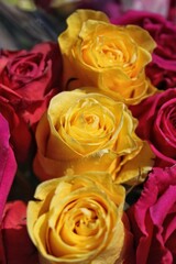 Beautiful bouquet of bright yellow roses surrounded by deep red roses in full bloom on a bright sunny summer day.