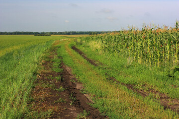 Fototapeta na wymiar Country dirt road in the green field