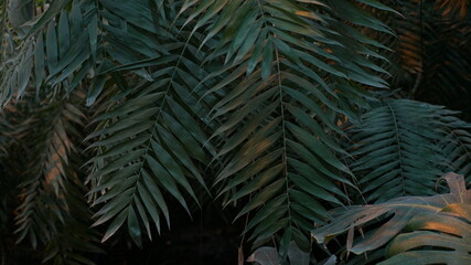 Fototapeta premium fern leaves in the forest