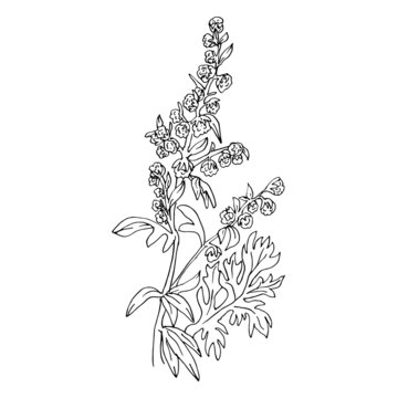 Artemisia absinthium vector illustration in a linear sketch style medicinal herbs