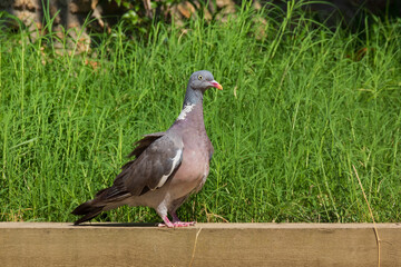Cute ringdove walking on grass in a garden. Columba Palumbus in nature.