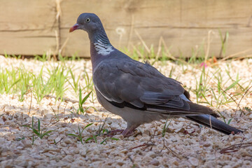 Cute ringdove walking on pebbles in a garden. Columba Palumbus in nature.