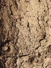 Natural rought wood background texture