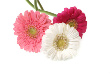 Three Gerbera flowers on white background.