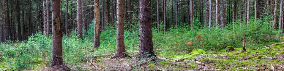 Web banner of Forestry and Reforestation for sustainable development through new planting in the...
