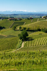 Vineyards of Langhe, Piedmont, Italy near Alba at May