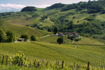 Vineyards of Langhe, Piedmont, Italy near Alba at May