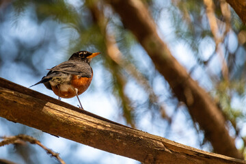 Mrs Robin