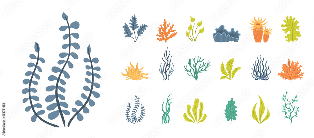 Wall mural Set of seaweeds, underwater sea plants, shells.