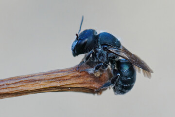 Detailed closeup of a female blue mason bee , Osmia caerulescens