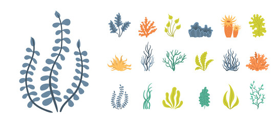 Set of seaweeds, underwater sea plants, shells.
