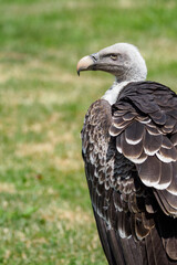 Portrait of a crawfish vulture with grass in the background.