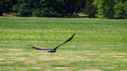 A sparrowhawk vulture flying low over the lawn.