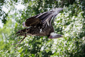 A sparrowhawk vulture flying with a forest in the background.