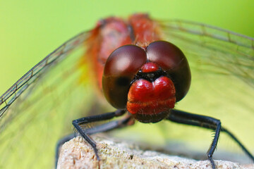 Frontal closeup of the ruby red darter, Sympetrum sanguineum in © Henk Wallays/Wirestock