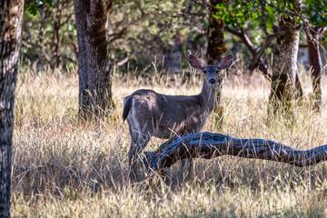 Deer in the trees