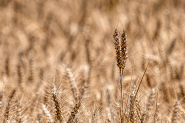 ears of wheat in a field