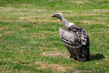 The Sparrowhawk Vulture stands on the grass.