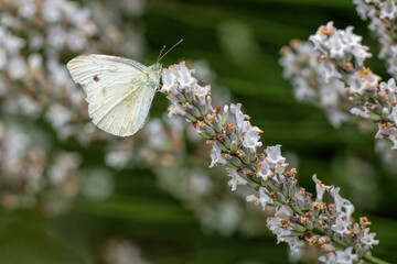 butterfly and white lavender