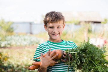 Cute kid boy  holding a fresh harvested carrots in garden. healthy food concept.
