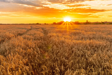 Scenic view at beautiful summer sunset in a wheaten shiny field with golden wheat and sun rays, deep blue cloudy sky, road and rows leading far away, valley landscape