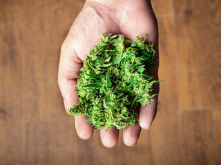 Naklejka na ściany i meble handful of marijuana buds in hand, medicinal green cannabis buds.