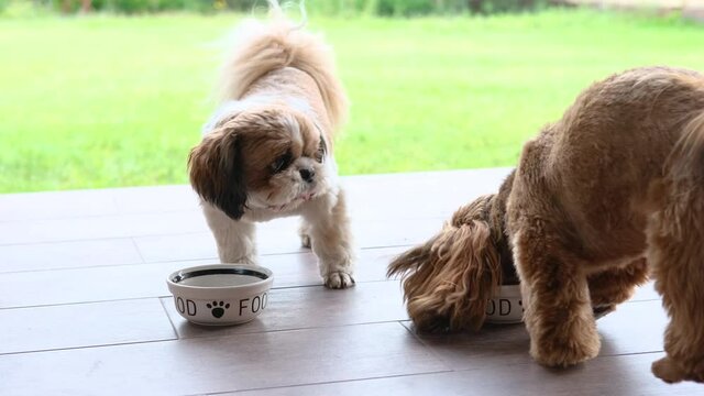 Two hungry Shih Tzu eat dry diet food bowls.
