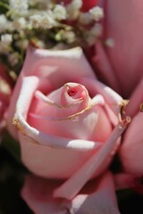 Pretty pink rose with some weathering, wear, and age.