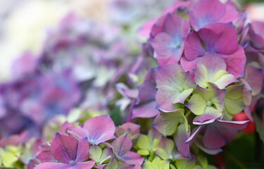 Close up purple hydrangea hortensia flowers