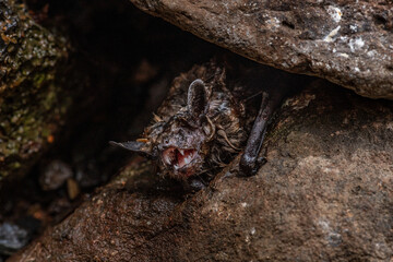 Bat Crazy