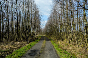 Wiosenna ścieżka przez las