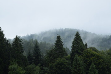  Beautiful misty trees in mountains, foggy and cloudy forest in mountains, landscape in Beskid, Poland.