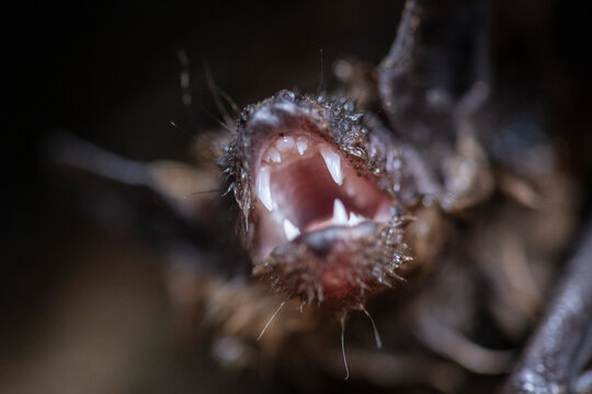 Toothy