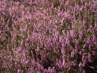 Fototapeta premium Purple blooming heather flower close up
