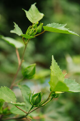 Tropical hibiscus flower, unopened bud, green leaves on a natural background.