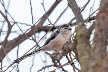 Long-tailed Tit perched on a tree branch