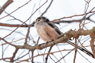 Long-tailed Tit perched on a tree branch