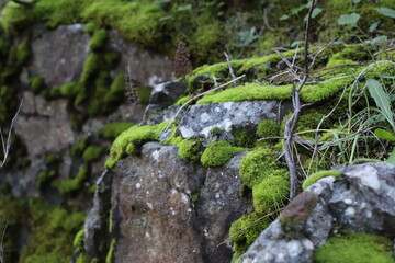 green moss