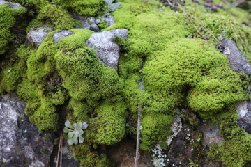 bright green moss