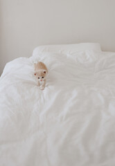 Fototapeta na wymiar ginger kitten in the white bed